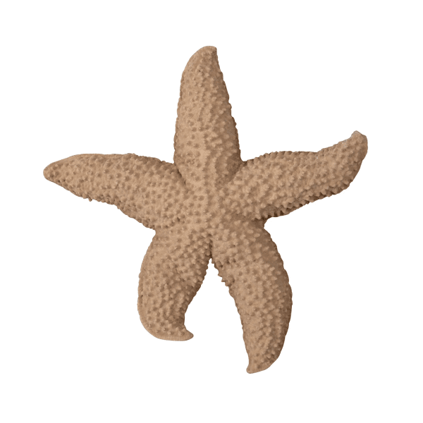 Zoom bild av Sea star mandy