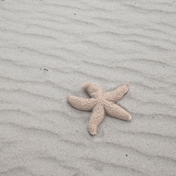 Zoom bild av Sea star mandy